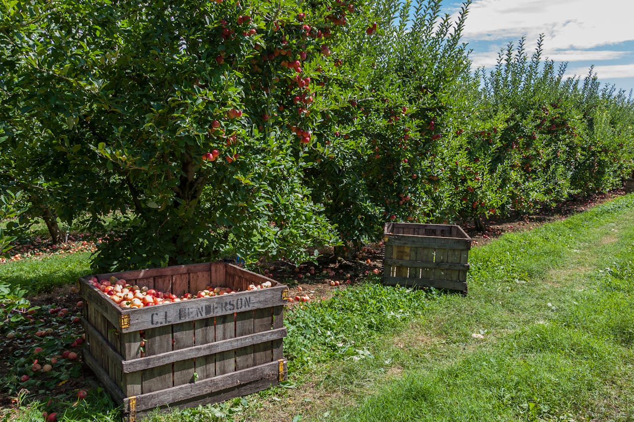 apple orchard hendersonville