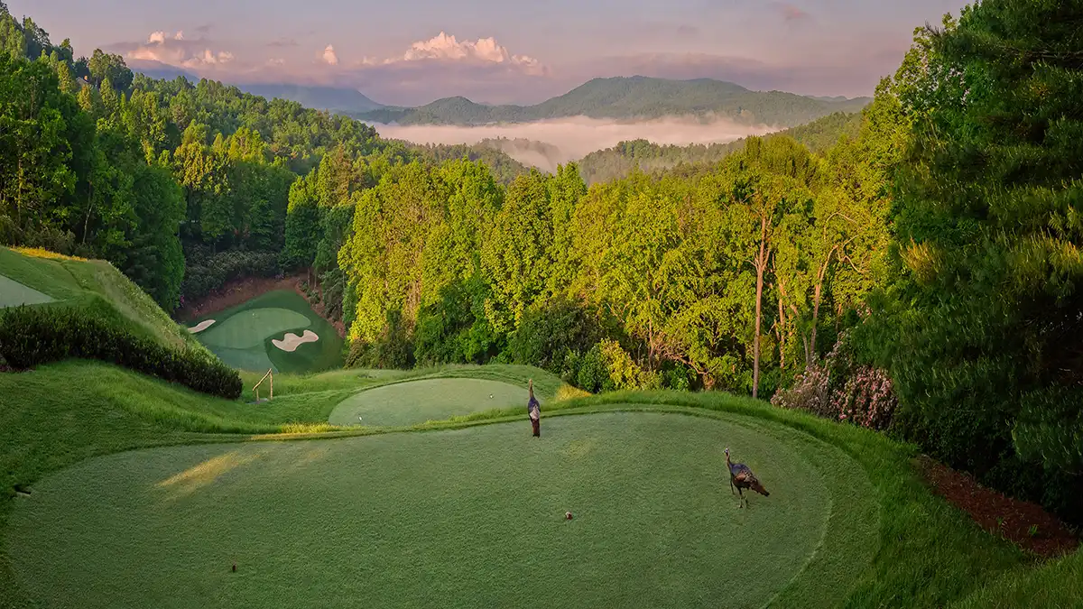 turkeys on champion hills golf course